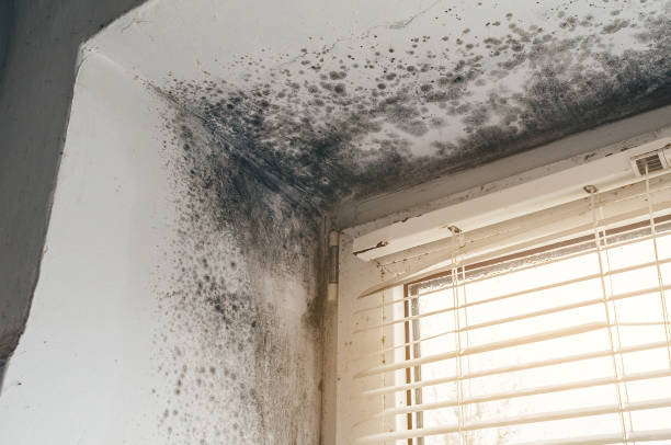 Affordable Crawl Space Mold Remediation solutions in California, PA